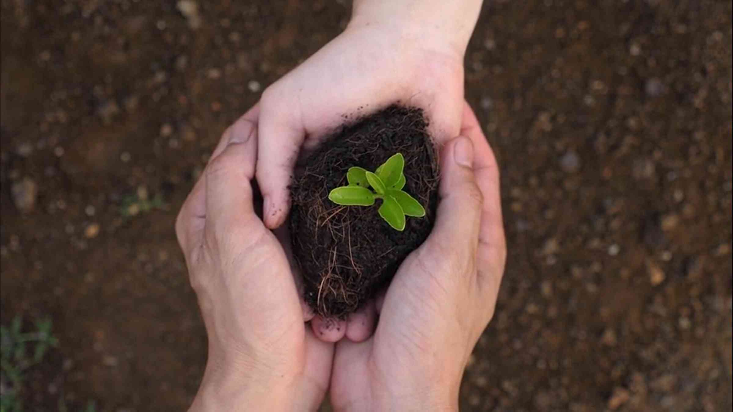 Child Hands Giving Small Plant Shutterstock-yoydesign