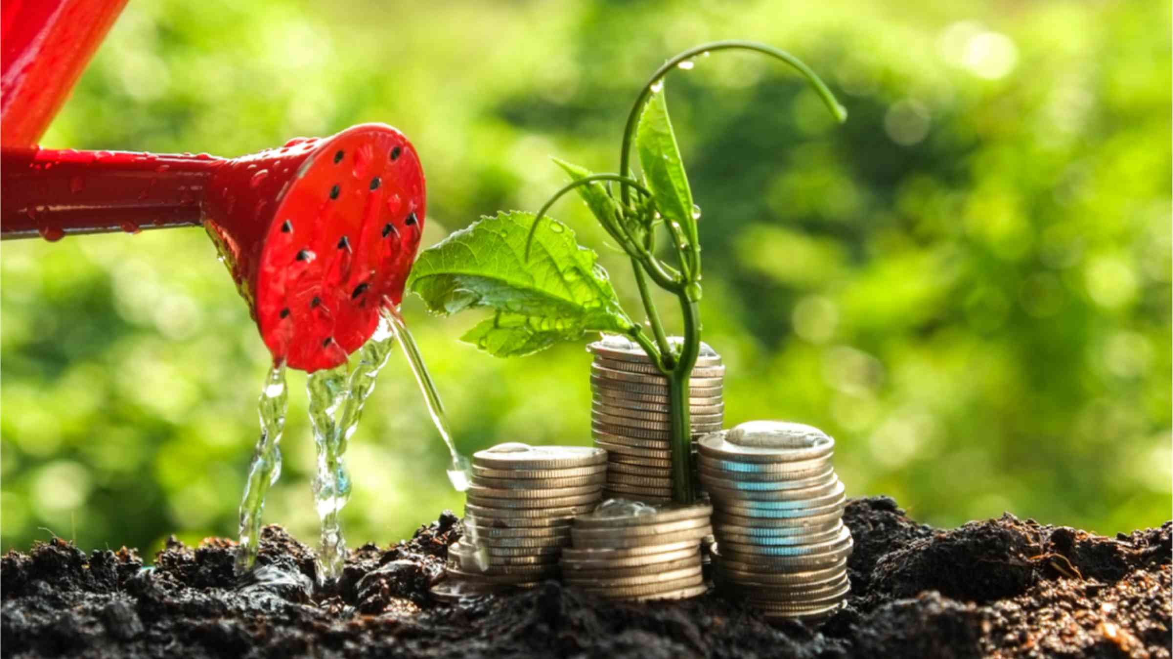 Plant grows out of money coins.