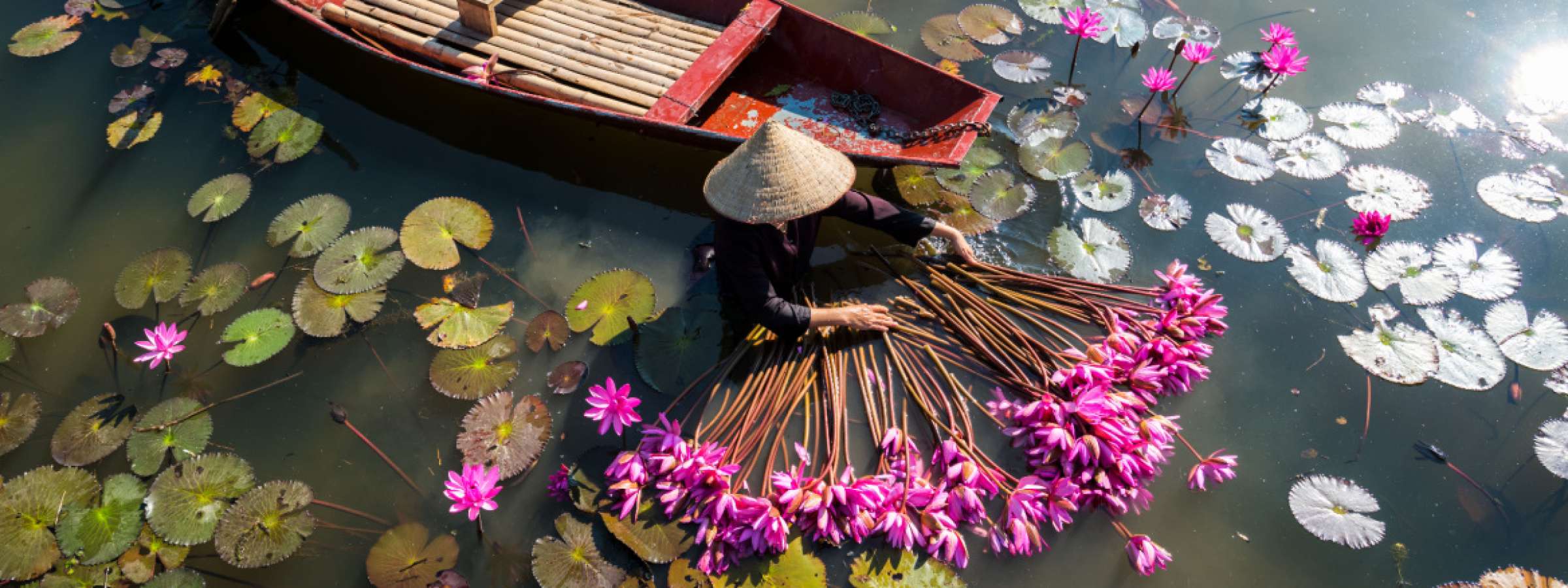 Yen river with rowing boat harvesting waterlily in Ninh Binh, Vietnam